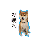 竹中家の愉快な仲間たち2（個別スタンプ：26）