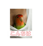 コザクラインコのうめちゃん2（個別スタンプ：2）