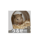 俺のはむはむ（個別スタンプ：13）