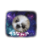 ちいさい犬のちっちスタンプ（個別スタンプ：5）