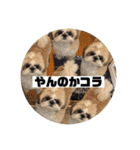 ちいさい犬のちっちスタンプ（個別スタンプ：38）
