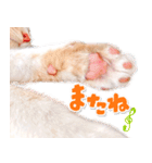 いつでも使える親子ねこスタンプ（個別スタンプ：24）