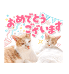 いつでも使える親子ねこスタンプ（個別スタンプ：39）