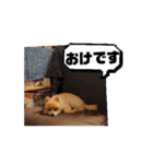 ポメラニアンのココア 犬（個別スタンプ：3）