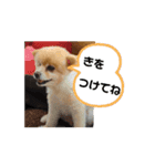 ポメラニアンのココア 犬（個別スタンプ：11）