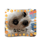 まるとあずきちゃん（個別スタンプ：1）