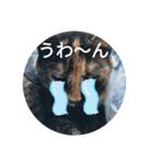 まるとあずきちゃん（個別スタンプ：2）