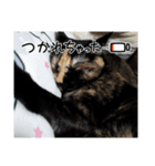 まるとあずきちゃん（個別スタンプ：4）
