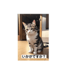 丁寧に話す猫ちゃん！（個別スタンプ：5）