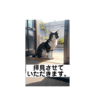 丁寧に話す猫ちゃん！（個別スタンプ：8）