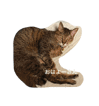 キジトラさくら（個別スタンプ：4）