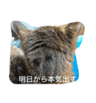 キジトラさくら（個別スタンプ：6）