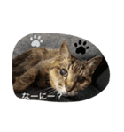 キジトラさくら（個別スタンプ：9）