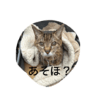 キジトラさくら（個別スタンプ：13）