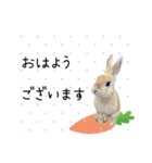 島のうさぎ（個別スタンプ：1）