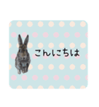 島のうさぎ（個別スタンプ：2）