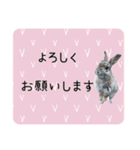 島のうさぎ（個別スタンプ：4）