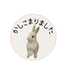 島のうさぎ（個別スタンプ：5）