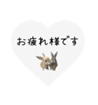 島のうさぎ（個別スタンプ：9）