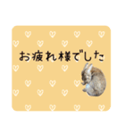 島のうさぎ（個別スタンプ：10）