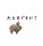 島のうさぎ（個別スタンプ：11）
