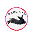 島のうさぎ（個別スタンプ：12）