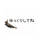 島のうさぎ（個別スタンプ：13）