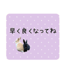 島のうさぎ（個別スタンプ：14）