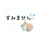 島のうさぎ（個別スタンプ：15）