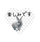 島のうさぎ（個別スタンプ：17）