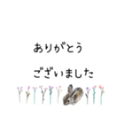 島のうさぎ（個別スタンプ：19）