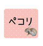 島のうさぎ（個別スタンプ：20）