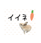 島のうさぎ（個別スタンプ：23）