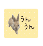 島のうさぎ（個別スタンプ：24）
