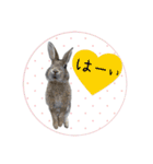 島のうさぎ（個別スタンプ：25）