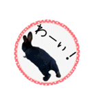 島のうさぎ（個別スタンプ：27）