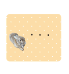 島のうさぎ（個別スタンプ：36）