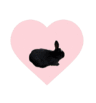 島のうさぎ（個別スタンプ：37）