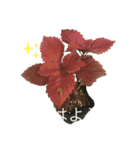 2024年6月ばあばのスタンプ（個別スタンプ：6）