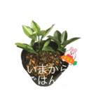 2024年6月ばあばのスタンプ（個別スタンプ：8）