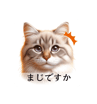 敬語で喋るAI系猫ちゃん（個別スタンプ：19）