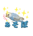 インコのレモン スタンプ（個別スタンプ：12）