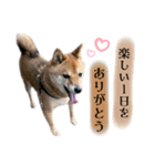 柴犬のふく太郎②（個別スタンプ：5）