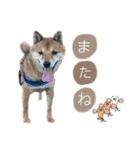 柴犬のふく太郎②（個別スタンプ：30）