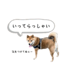 柴犬のふく太郎②（個別スタンプ：38）