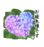 初夏の紫陽花の花 敬語/挨拶（個別スタンプ：1）