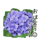 初夏の紫陽花の花 敬語/挨拶（個別スタンプ：2）