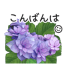 初夏の紫陽花の花 敬語/挨拶（個別スタンプ：4）