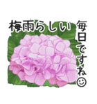 初夏の紫陽花の花 敬語/挨拶（個別スタンプ：5）