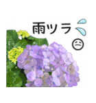 初夏の紫陽花の花 敬語/挨拶（個別スタンプ：6）